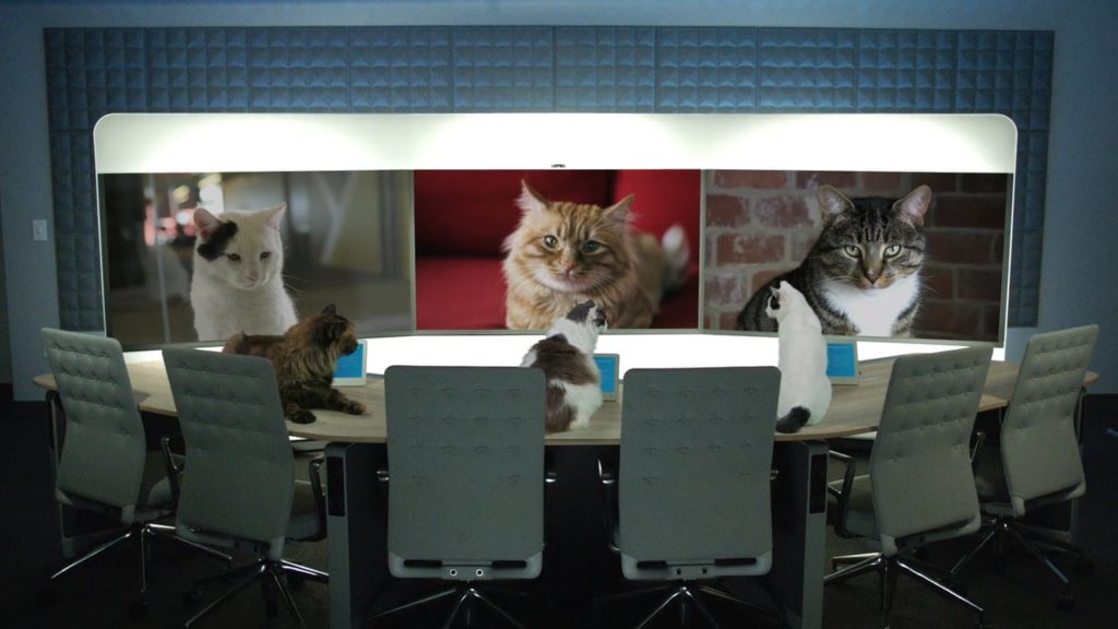 cat conference
